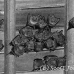 bat_fruit_mf_ubud_h_0897_bal4612.jpg